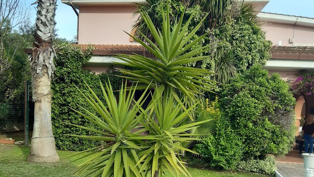 Une plante en pot, dotée de longues feuilles pointues, est placée dans un pot en terre cuite sur une pelouse verdoyante.