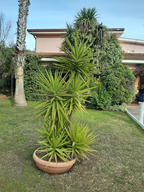 A potted plant with long, spiky leaves in a terracotta pot, placed on a grassy lawn. - B&B Villa Giovanni (Rome)