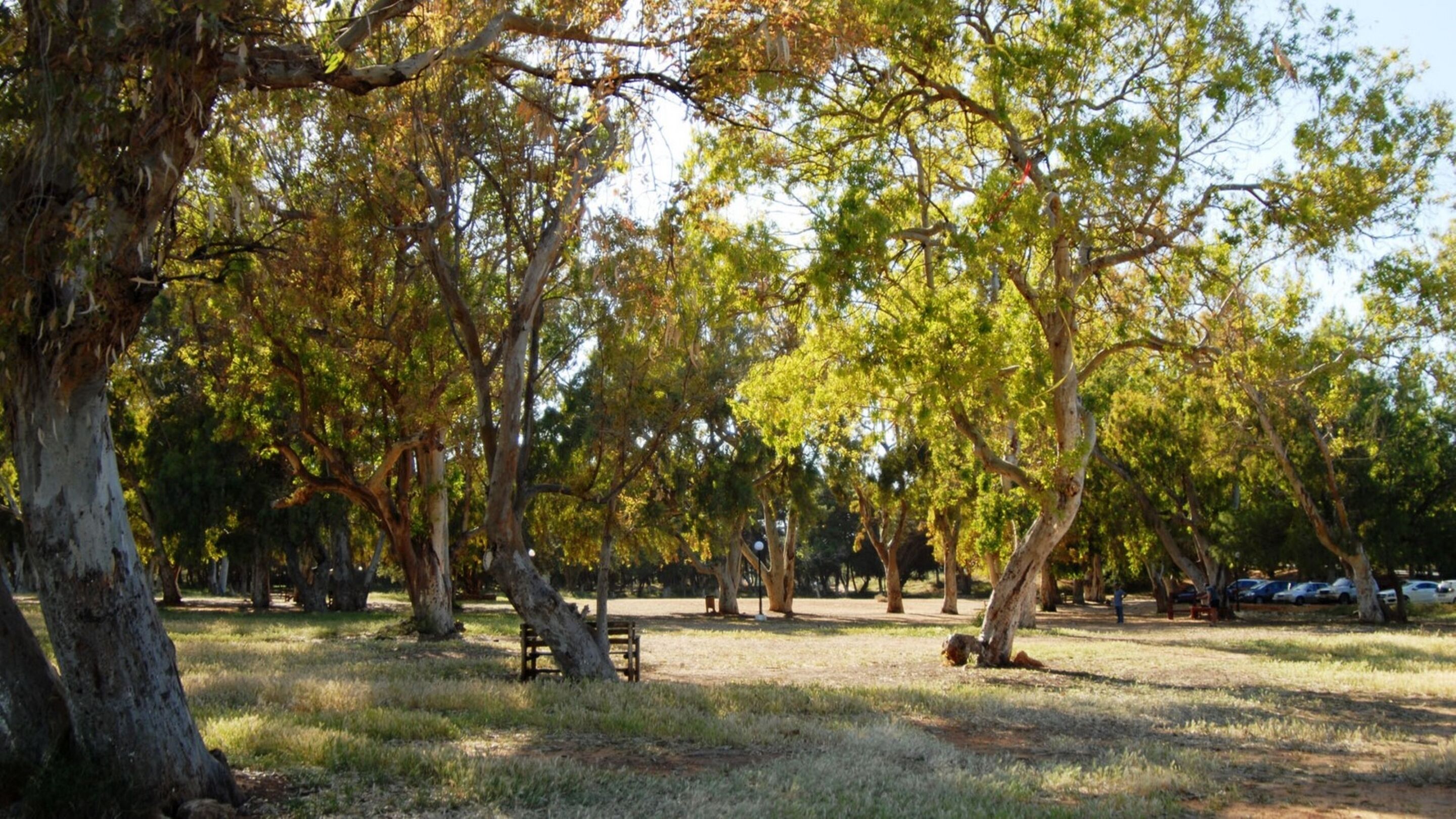 A park with trees, benches, and a grassy area.