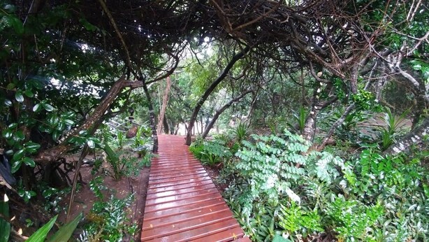 A wooden pathway surrounded by dense greenery and trees. - Campismo Ninho 23 (Ponta d'Ouro)