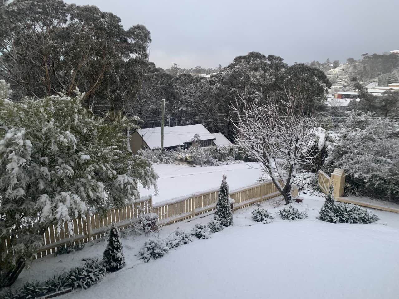 A residential area with snow-covered trees and a wooden fence.