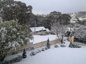 Sunflower snow 1