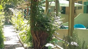 A pathway lined with trees and plants, leading to a building with a green roof and a wooden pergola. - Camping Europa Beach (Sorbo-Ocagnano)
