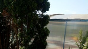 A greenhouse with a transparent roof, surrounded by dense foliage and a paved walkway. - Monika apartman (Velky Meder)