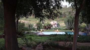 Piscine extérieure, chaises longues