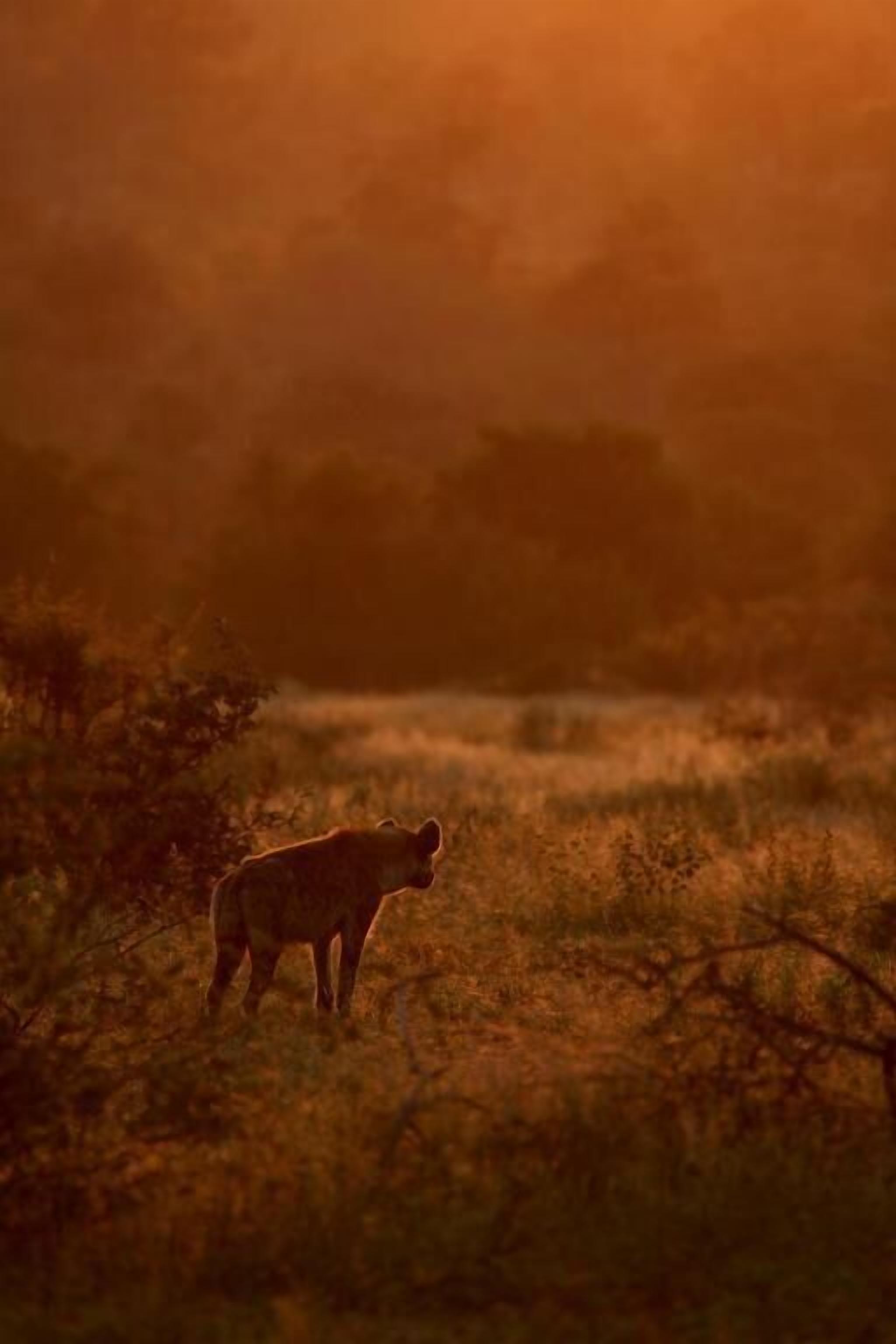 A hyena in a natural setting with sparse vegetation and trees in the background.