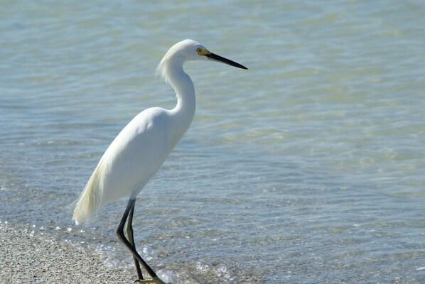 Condo, 1 King Bed with Sofa bed (Beachfront condo with huge views/pool) | Miscellaneous