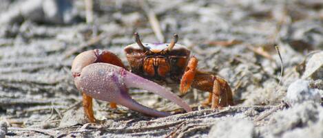 公寓式客房, 1 张特大床 (Ideal beachfront condo with pool and ) | 其他