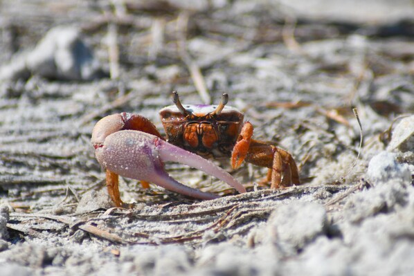 Apartamento, 1 cama de matrimonio grande con sofá cama (Peaceful condo with pool and steps to) | Miscelánea