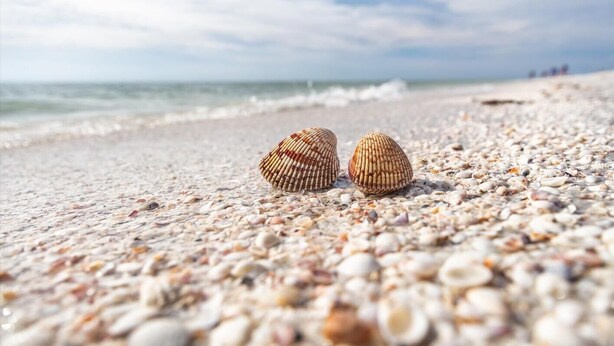 Condo, 1 King Bed (Front unit facing beach with wraparou) | Beach