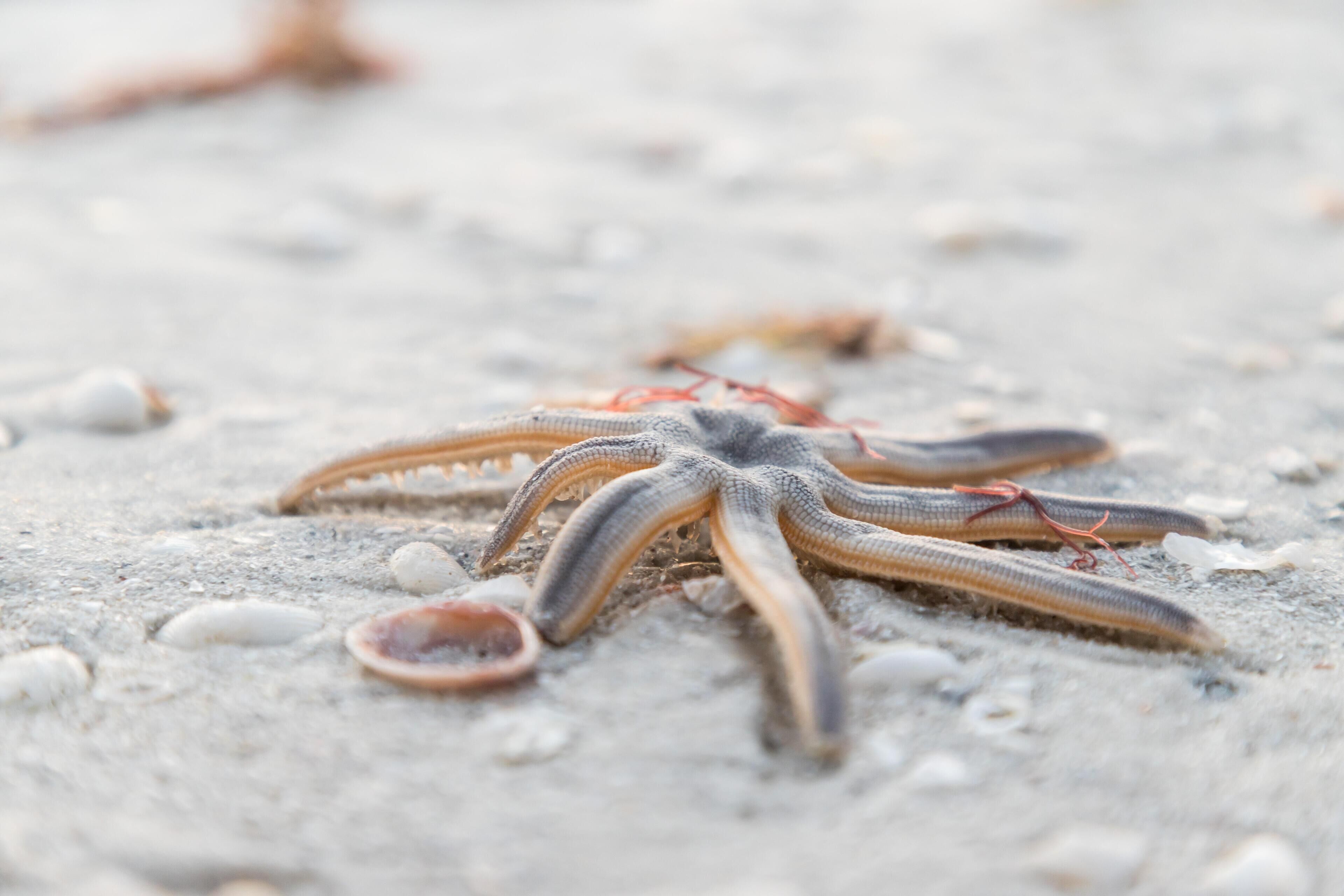 Condo, Berbilang Katil (Beachfront condo in resort-style comm) | Lain-lain