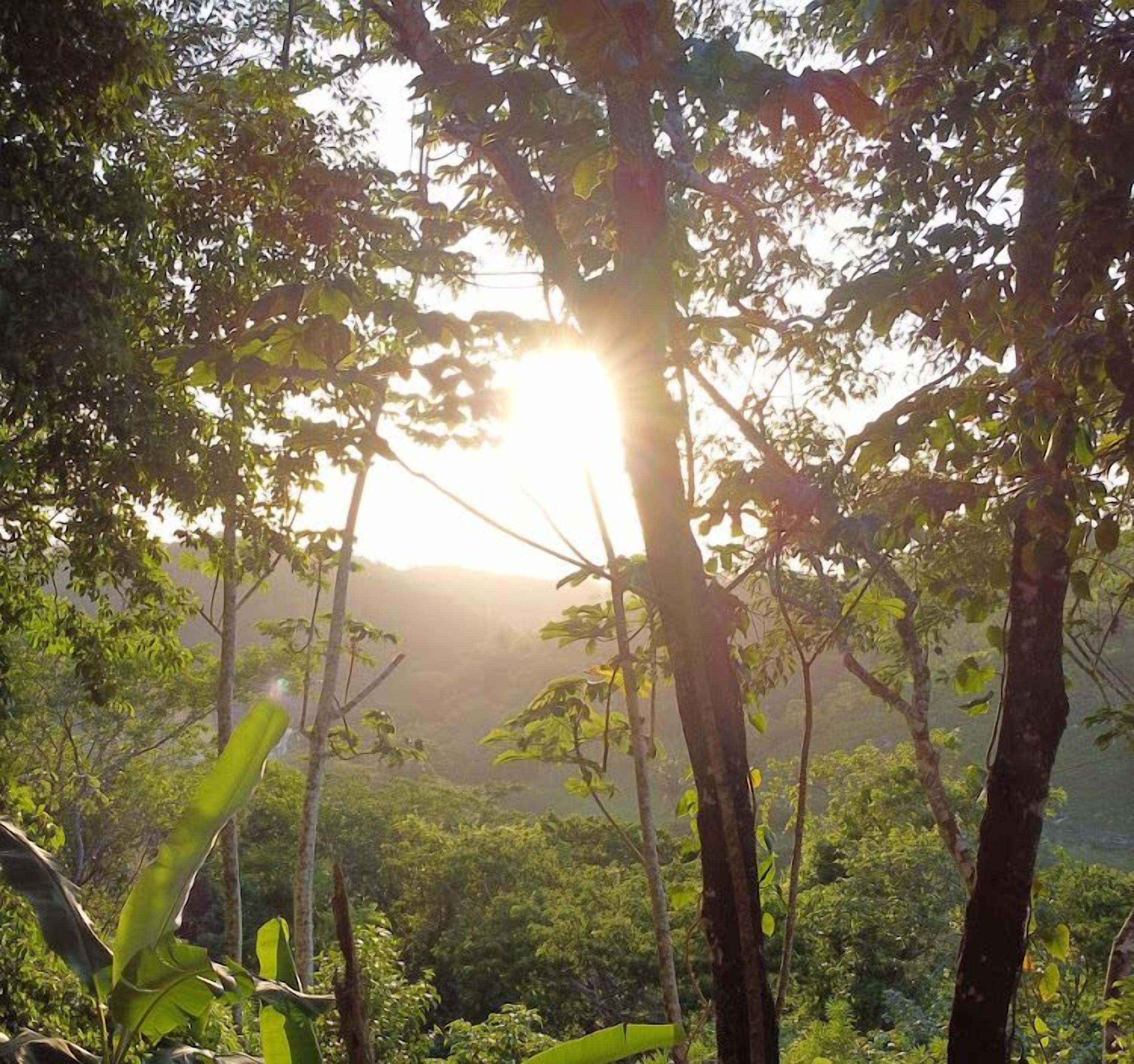 A forested landscape with sunlight filtering through the trees.