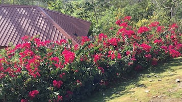Khuôn viên nơi lưu trú
