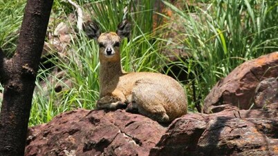Bateleur Nature Reserve