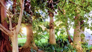 A garden with large trees and various plants. - Polokwane Place (Polokwane)