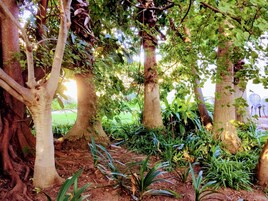 Área da propriedade