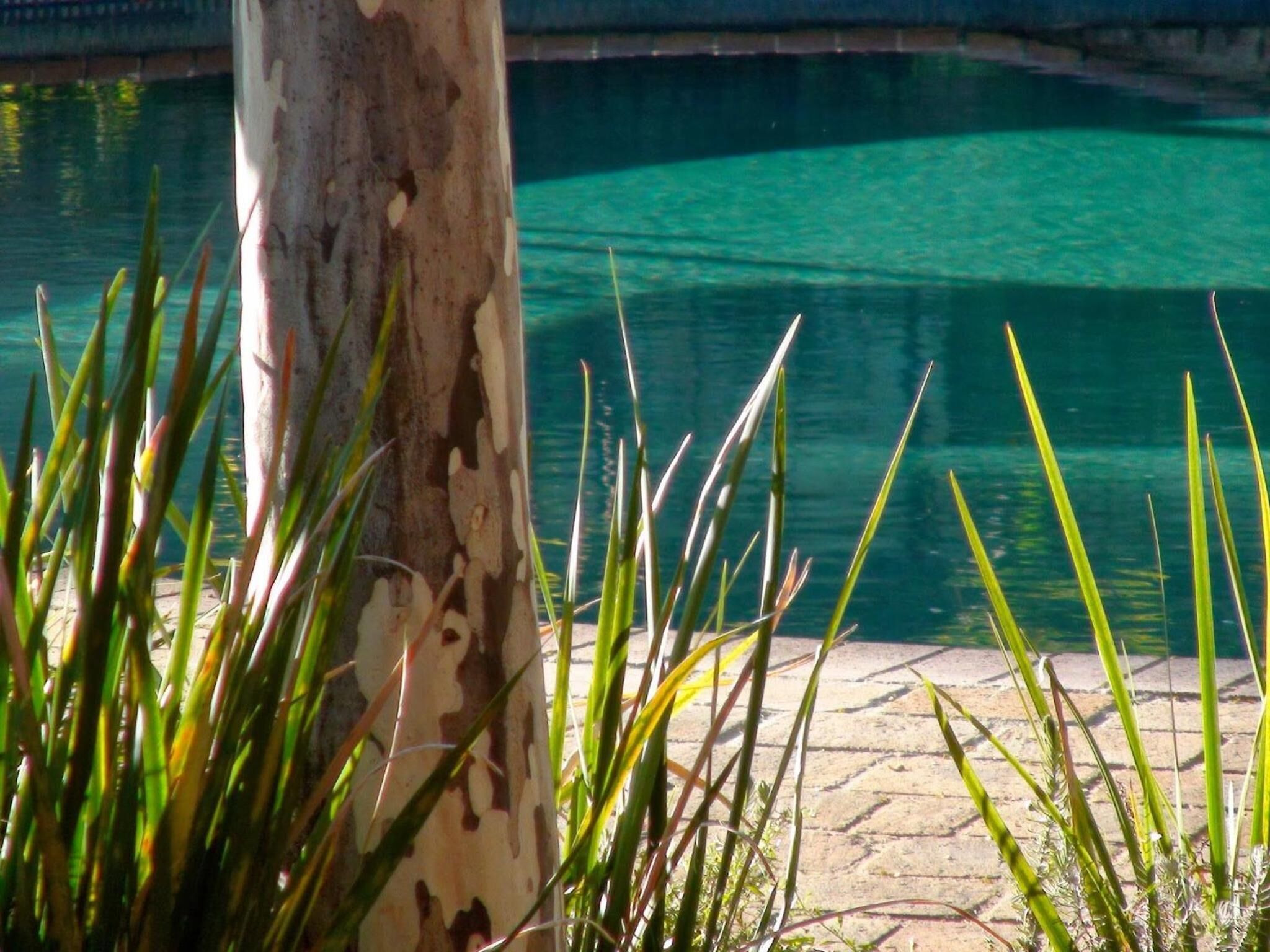 A tree trunk and water in a clear pool.