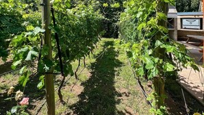 A vineyard with rows of grapevines supported by wooden posts, a wooden structure with a bench, and a clear blue sky. - La Vita e Bella  Cabanas en San Rafael (San Rafael)