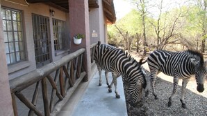 Standard House, 3 Bedrooms | Terrace/patio - Honey Badger Safaris (Nkomazi)