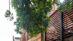 A wooden outdoor staircase leading to a wooden deck with a metal railing. - Bentley's Guesthouse (Cape Town)