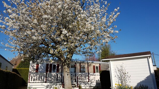 Una casa con un gran árbol en flor al frente, un garaje y un césped bien cuidado.