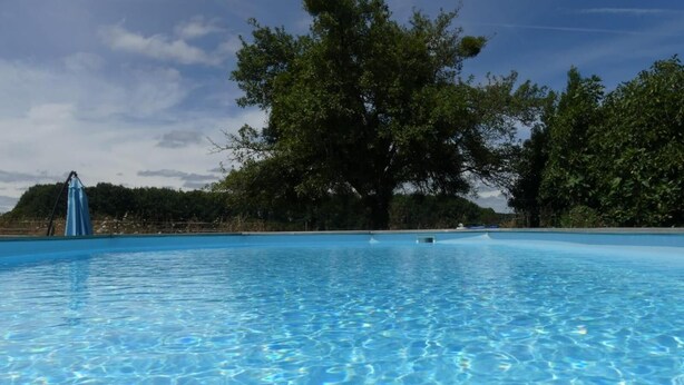 A clear blue swimming pool with a large tree in the background.