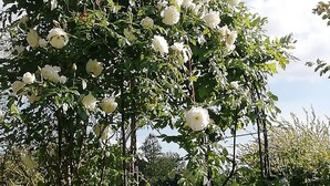 A garden with a rose arbor.