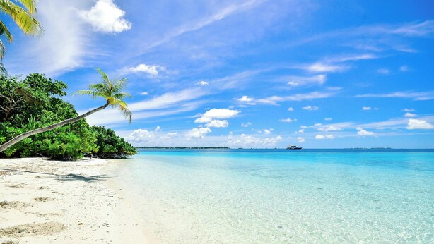 A beach with clear turquoise water, white sand, and palm trees. - Quiet 2 bd 2 bath winter/summer getaway, steps to beach. fully furnished. (North myrtal beach)