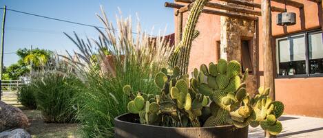 Un jardín de cactus con una pérgola de madera y un edificio al fondo.