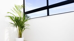Una planta en maceta en un rincón de una habitación con paredes blancas y un ventanal grande.