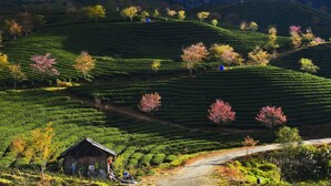 Terraced tea fields with a small wooden structure and a dirt path. - Sapa Dao Homestay (Sa Pa)