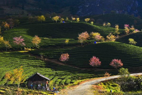 Explore the lush, tiered tea plantation with a charming tea house at its base.