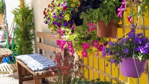 Un banco de madera con cojín, una planta en maceta y cestas colgantes con flores, todo frente a una pared amarilla.