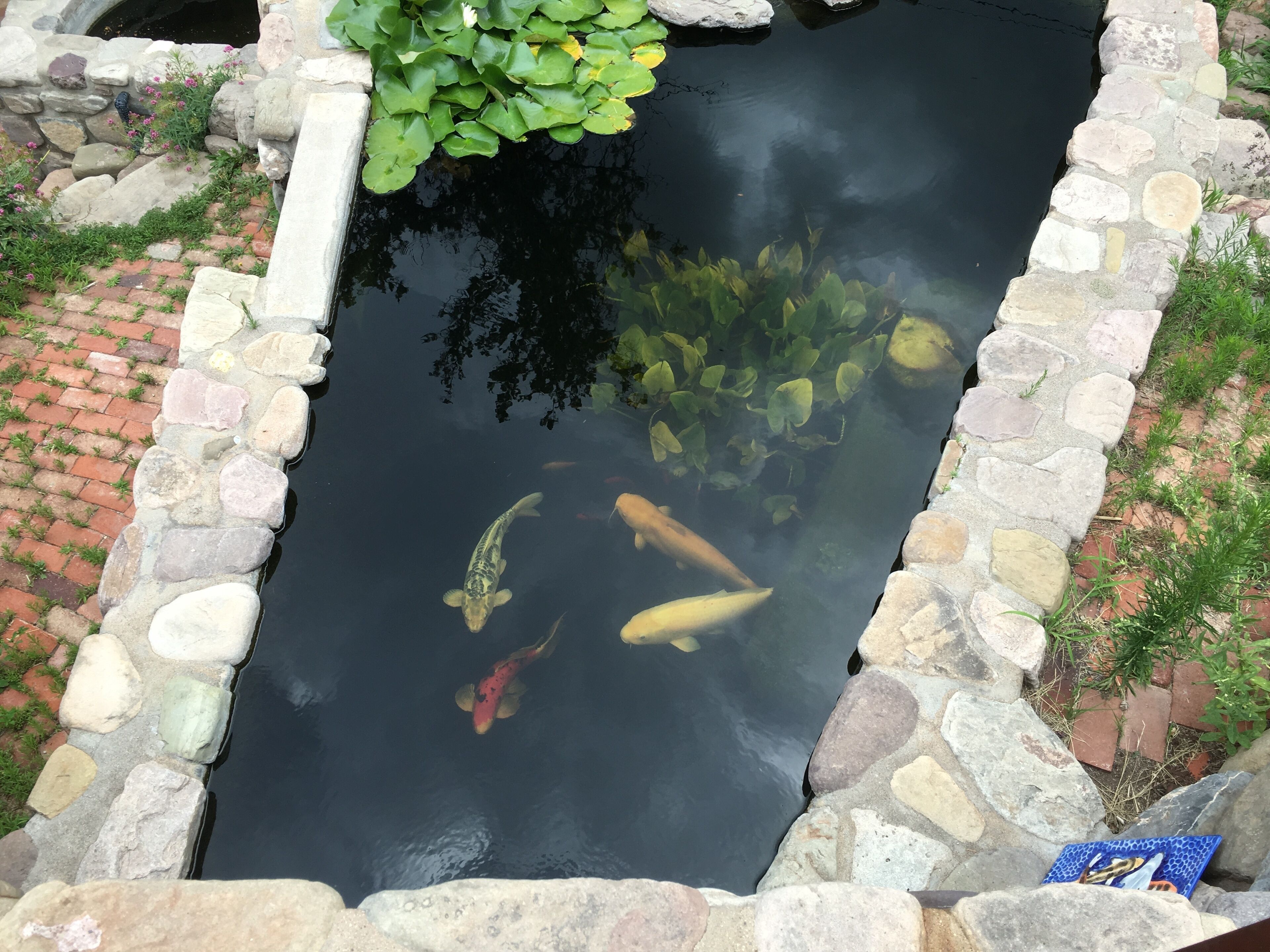 Entire Mermaid Castle with Giant Koi Ponds in Downtown Bisbee 