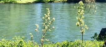 *Riverfront* "Cabin on The Rogue", Gateway to Crater Lake! Sleeps 2-4