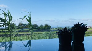 A view from a window overlooking a field with crops and a distant landscape. - Quinta dos Bravos (Ribeira Grande)