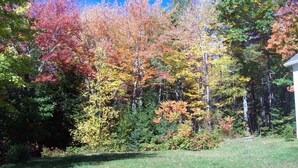 A forested area with a variety of trees displaying autumn foliage. - Light Oak Leaf Cottage (Bar Harbor)