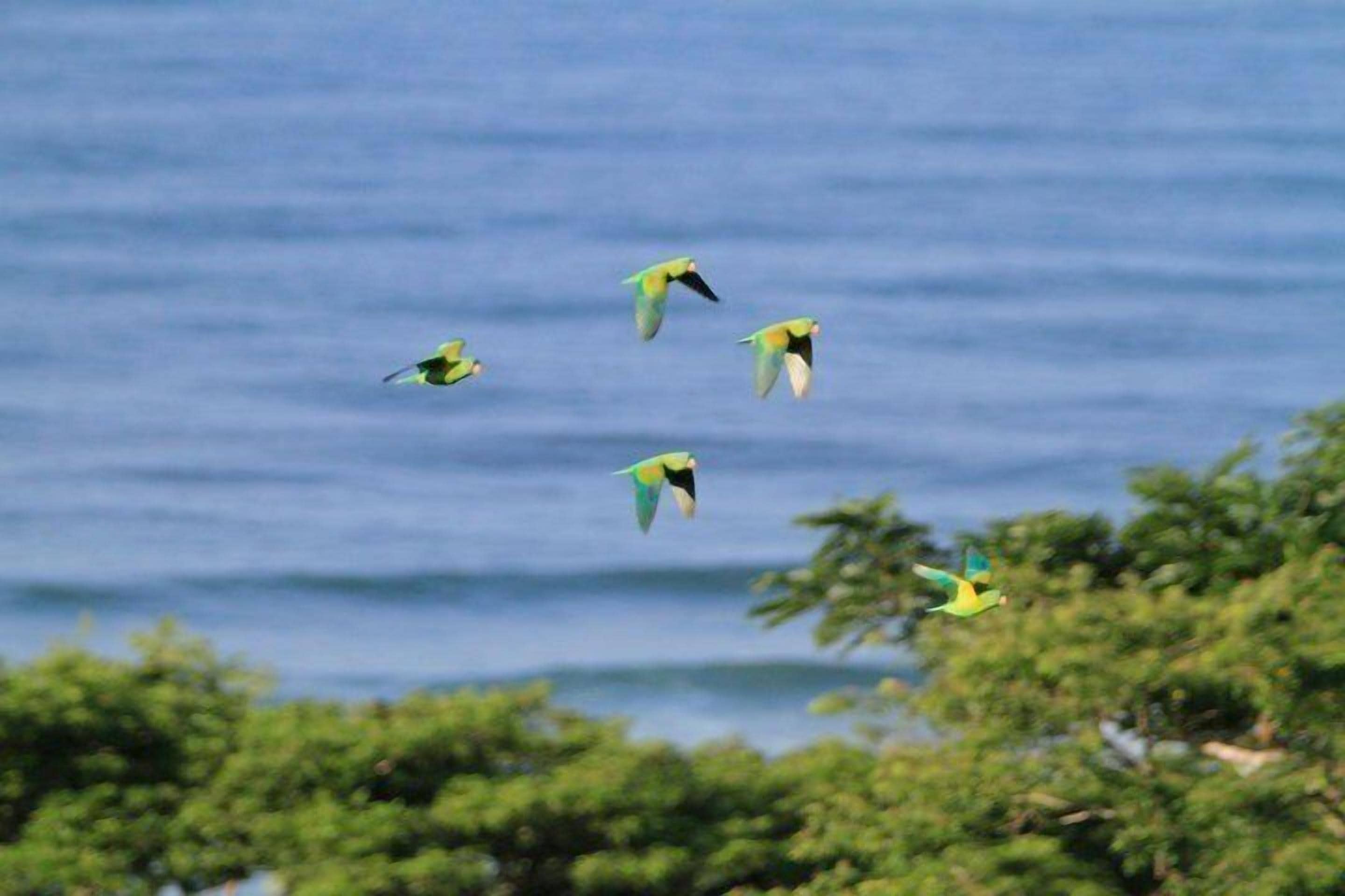 Un groupe d’oiseaux volant au-dessus d’une étendue d’eau, avec une végétation verdoyante au premier plan.