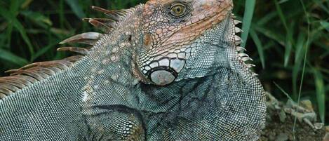 A close-up of a reptile with textured scales and spiky features, set against a natural background.
