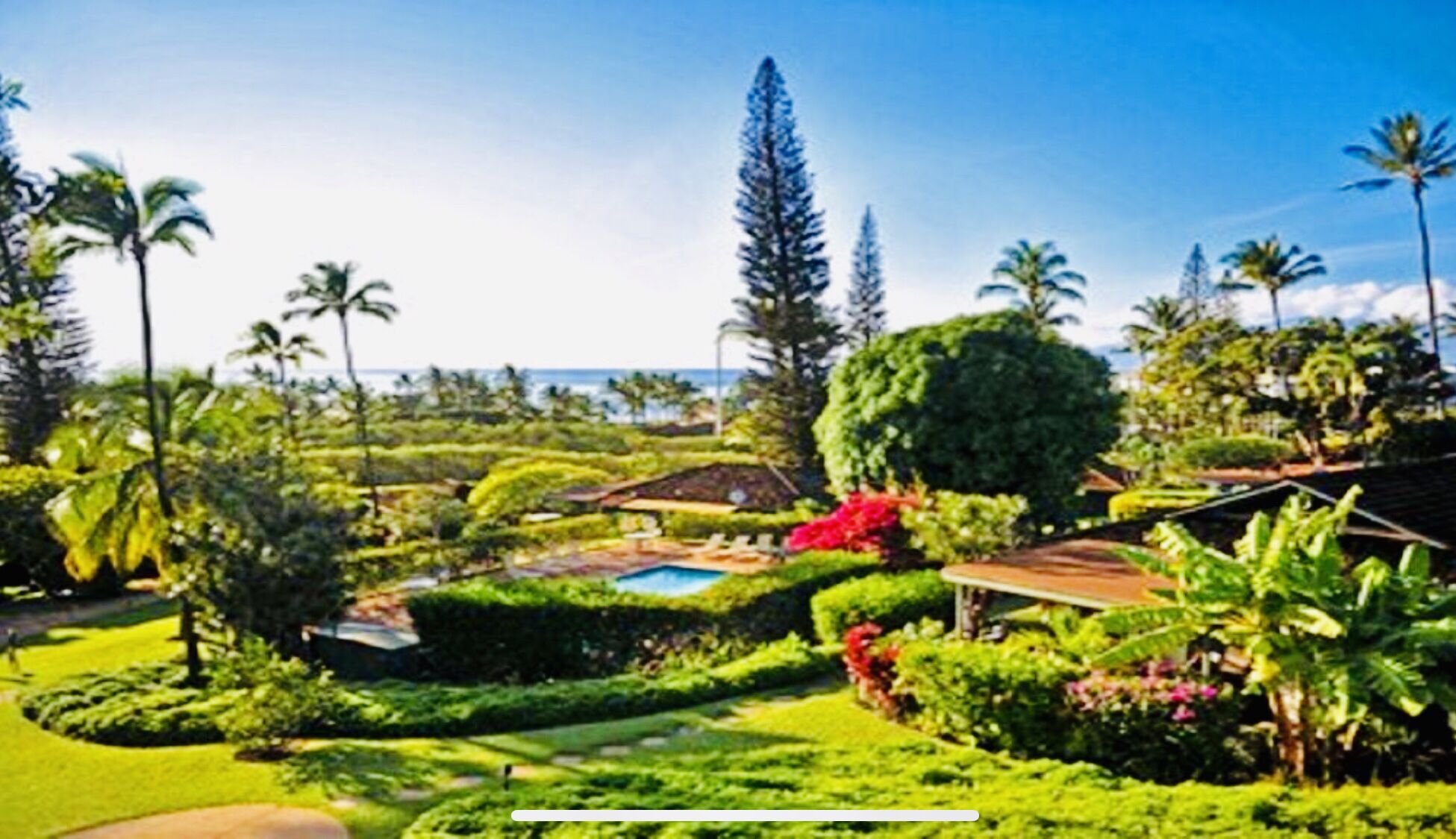 Un exuberante jardín con piscina, palmeras y un gran árbol en el centro.