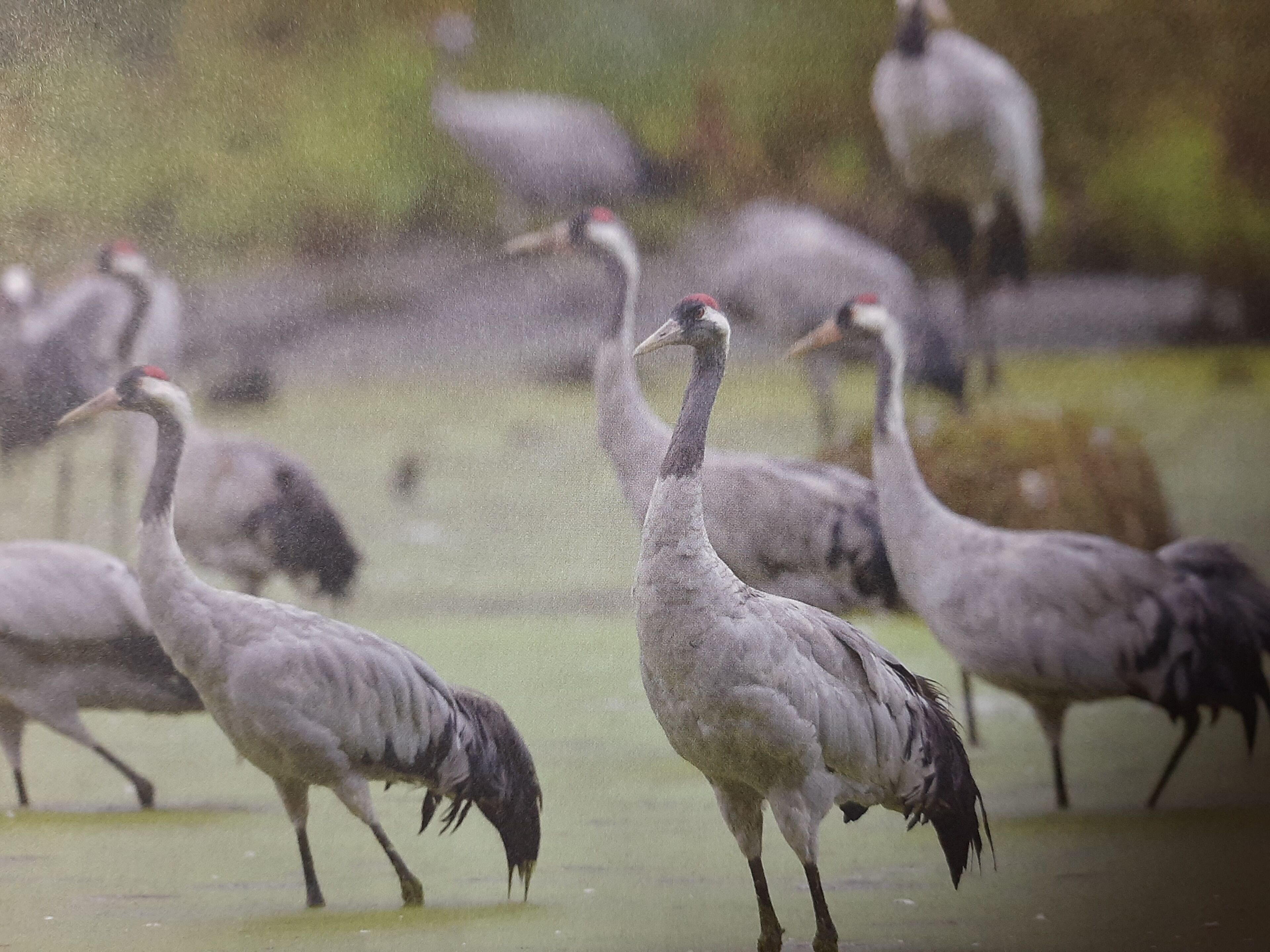 A group of birds in a natural setting.