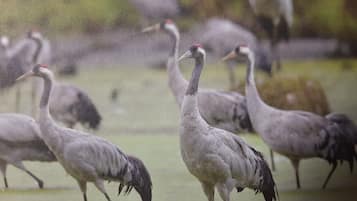 A group of birds in a natural setting.