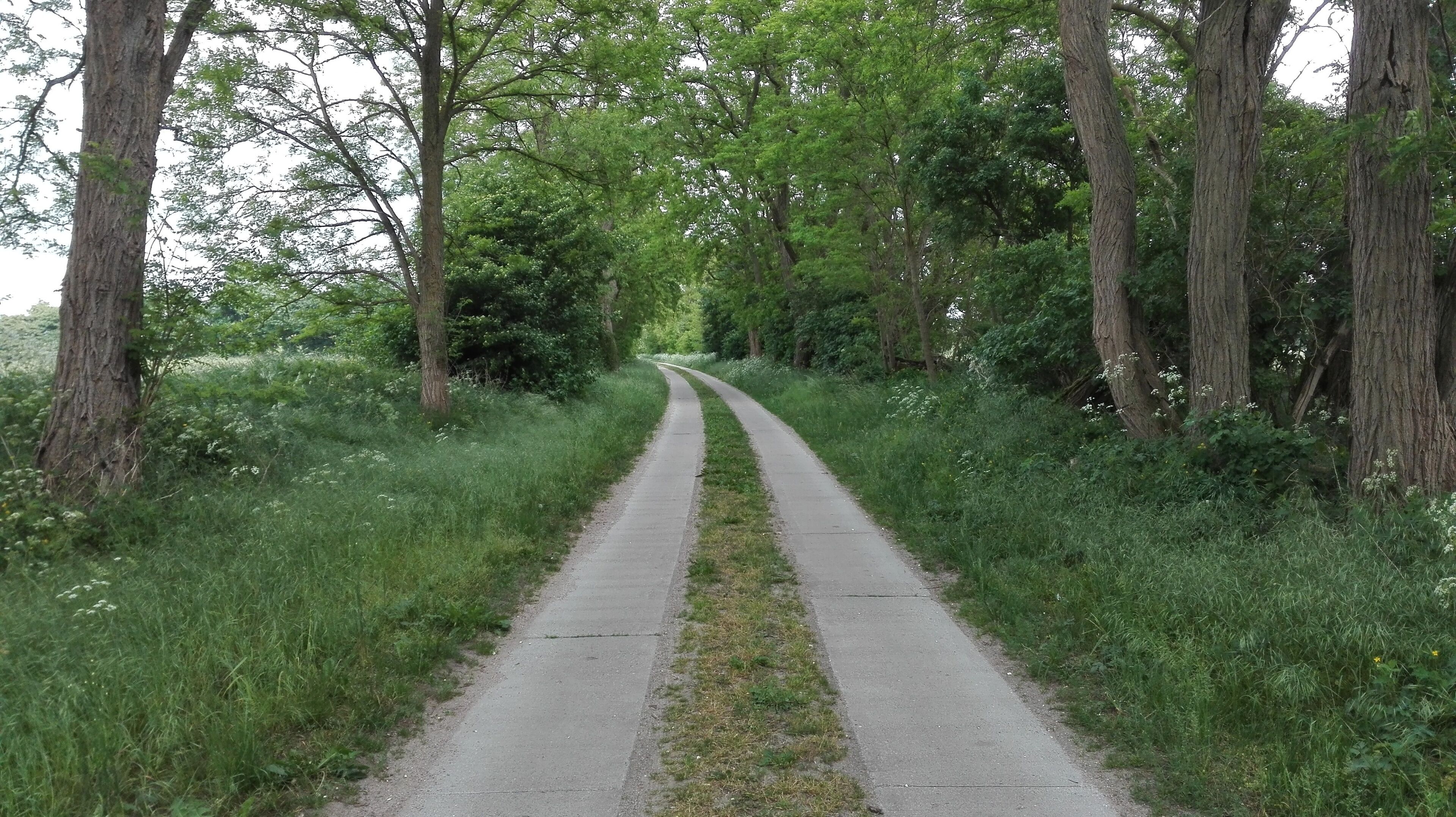 Un sentiero stretto e lastricato, delimitato da alberi alti e vegetazione lussureggiante, che si inoltra in una zona boschiva.