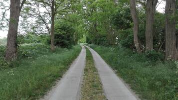 Un sentiero stretto e lastricato, delimitato da alberi alti e vegetazione lussureggiante, che si inoltra in una zona boschiva.