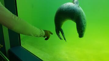 Eine Person zeigt auf ein großes Wassertier in einem Aquarium.