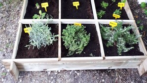 Un parterre surélevé où diverses plantes sont étiquetées, entouré d’une clôture en bois et de verdure.
