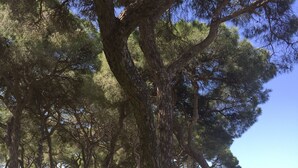 A field of yellow flowers with large trees in the background. - Comfortable apartment and swimming pool in the shade of the pine forest of Chipiona (Chipiona)