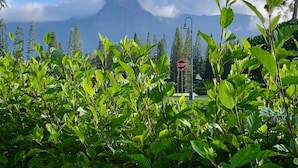 Un paisaje verde y exuberante con una montaña al fondo y una señal de stop al frente.