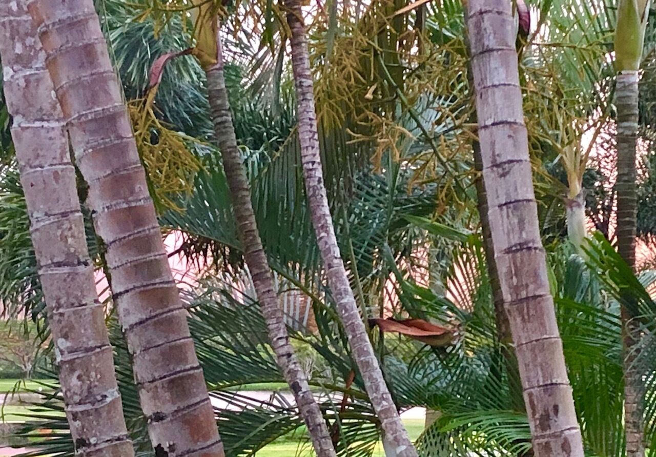 Un groupe dense de palmiers, dont on peut voir les troncs et les feuilles.