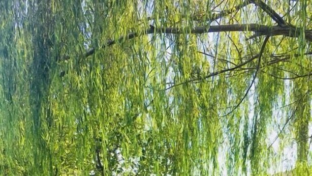 Garden - Ayanikola Pansiyon (Vize)